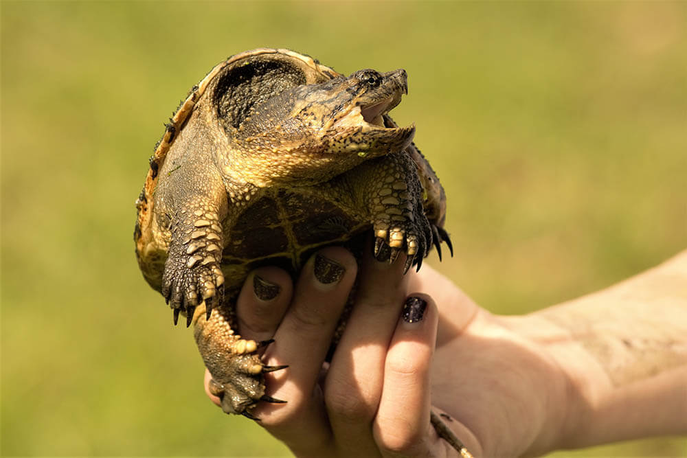 Do Snapping Turtles Make Great Pets?