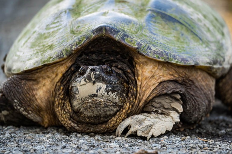 Are Snapping Turtles Dangerous? | Pet Care Advisors