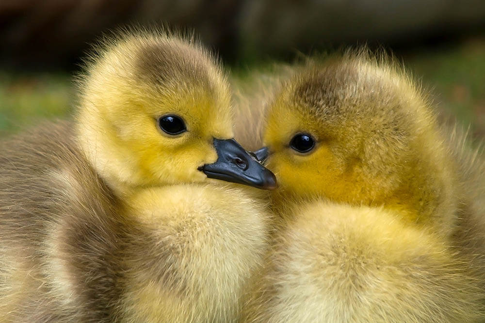 Two yellow ducklings