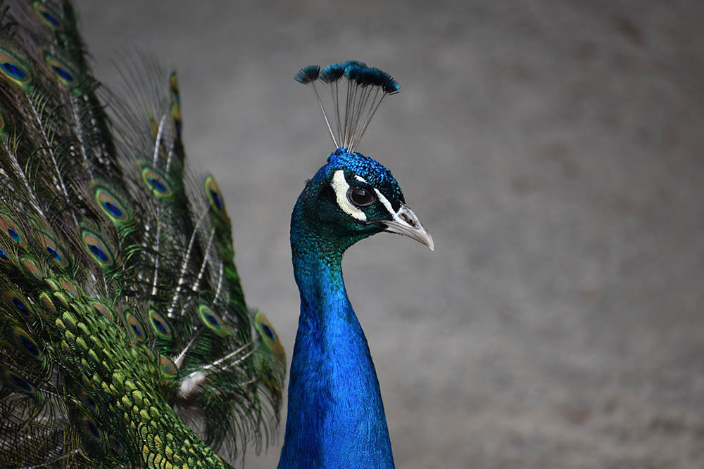How Do Peacocks Mate?