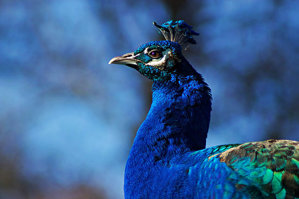 How Long Do Peacocks Live?