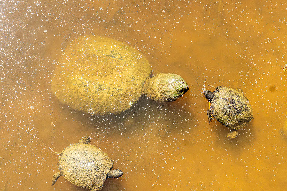 What Do Baby Snapping Turtles Eat?
