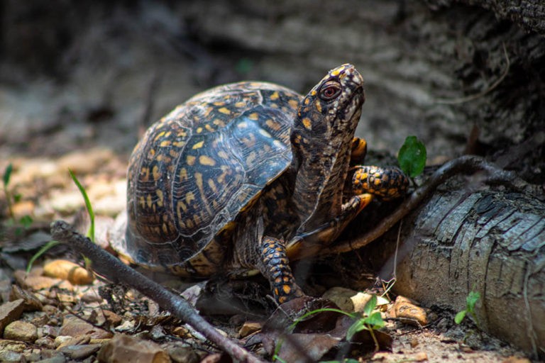 How Big Do Box Turtles Get? | Pet Care Advisors