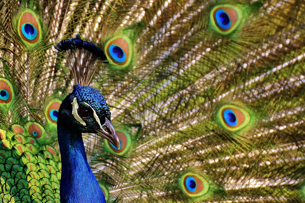 What Do Peacocks Eat in the Wild and as Pets?