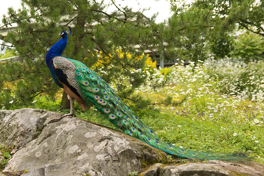 What Do Peacocks Eat in the Wild and as Pets?