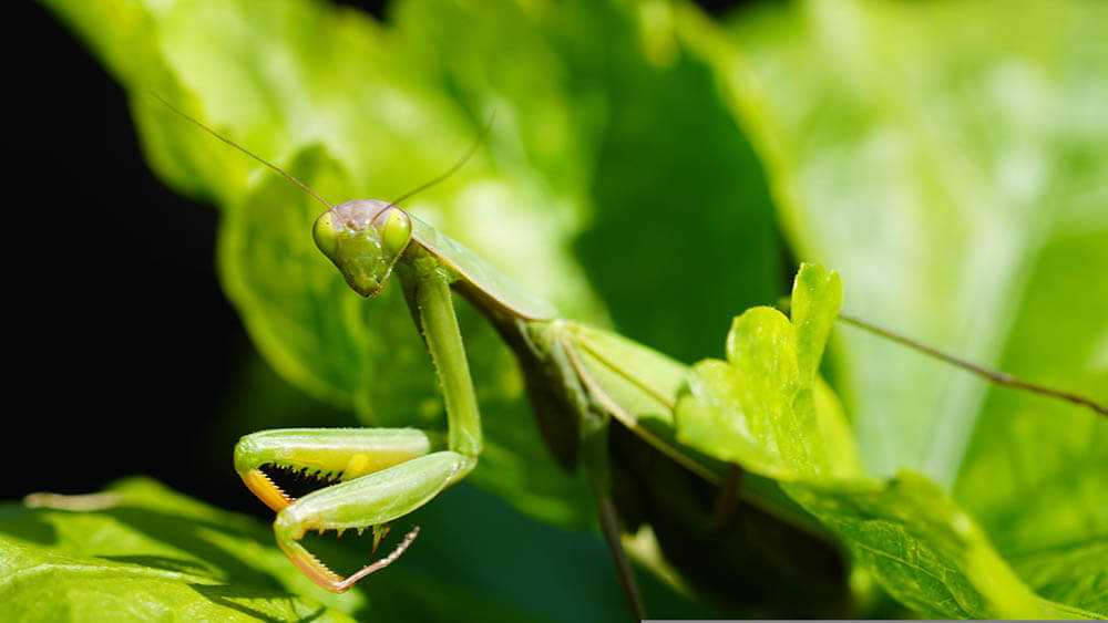 What Do Praying Mantises Eat?