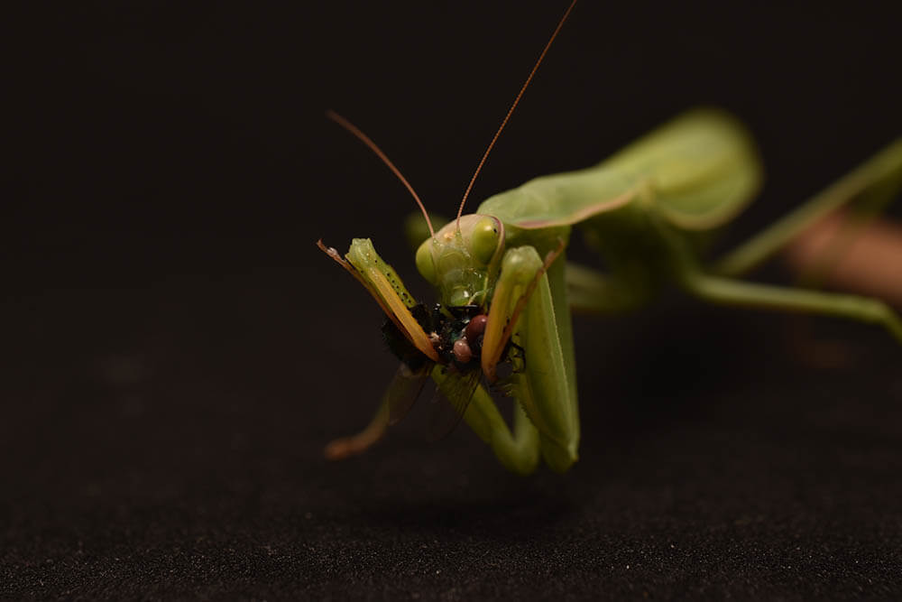 What Do Praying Mantises Eat?