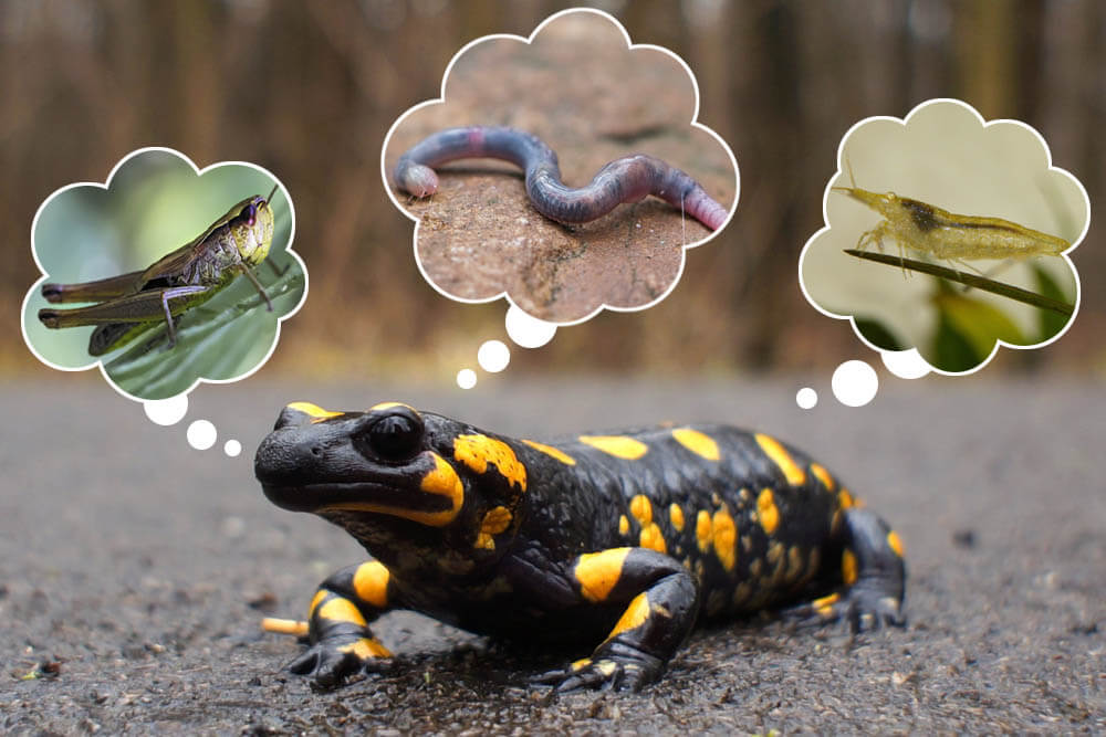 What Do Salamanders Eat?