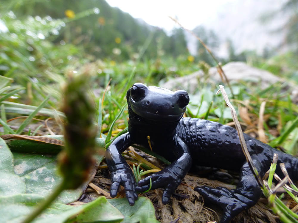 What Do Salamanders Eat?