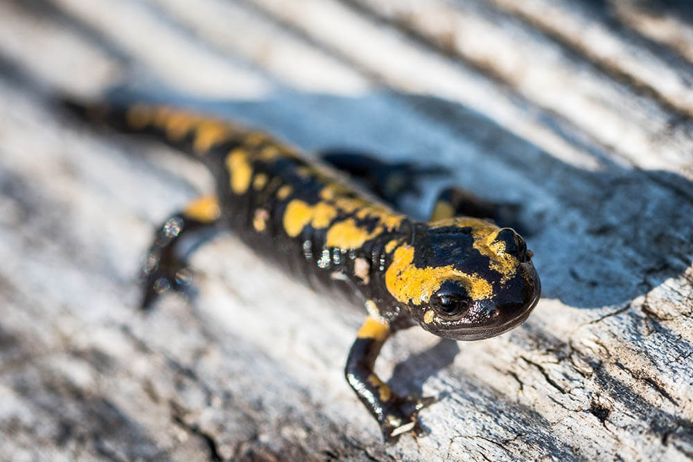 What Do Salamanders Eat?