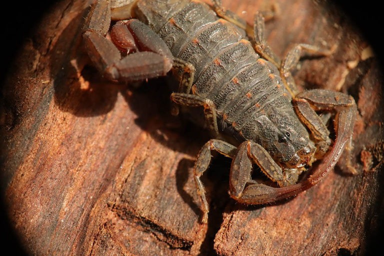 What Do Scorpions Eat? | Pet Care Advisors