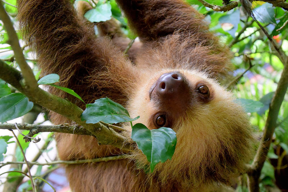 What Do Sloths Eat?