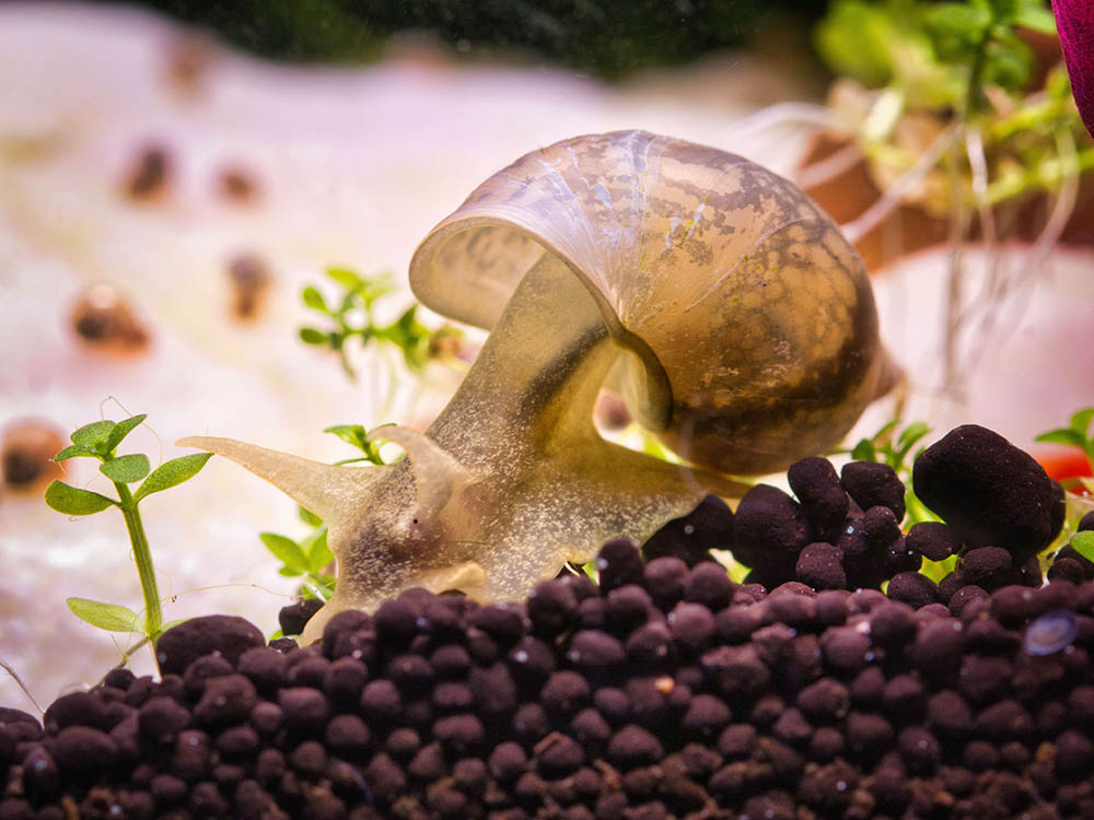 What Do Snails Eat?