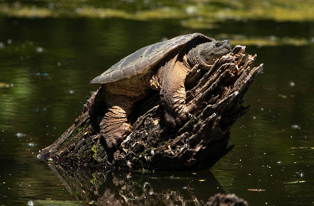 What Do Snapping Turtles Eat?