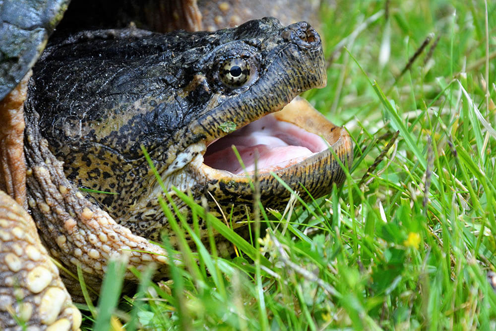 What Do Snapping Turtles Eat?