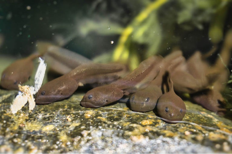 What Do Tadpoles Eat? Pet Care Advisors