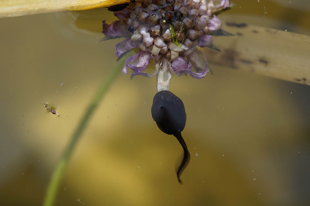 What Do Tadpoles Eat?