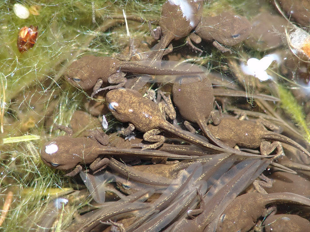 What Do Tadpoles Eat?