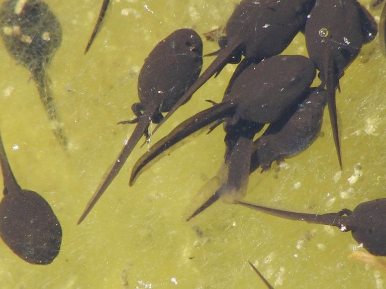 What Do Tadpoles Eat? Pet Care Advisors