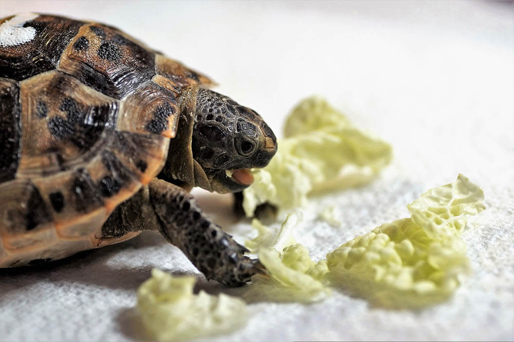 What Do Tortoises Eat?